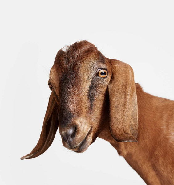 Benefits to using Goats Milk Soap