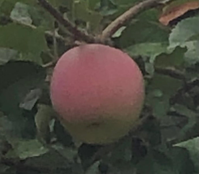 It’s Apple Hill Season