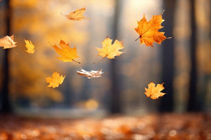 It’s Fall Y’all!