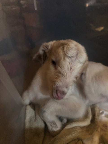 One week ago today this little guy entered our lives n chaged it forever!