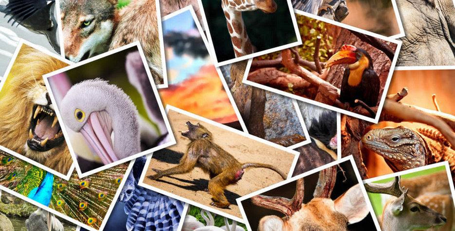 National Endangered Species Day